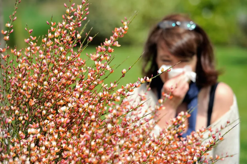 Pranvera nënkupton sezonin e alergjive për 81 milionë njerëz në SHBA.